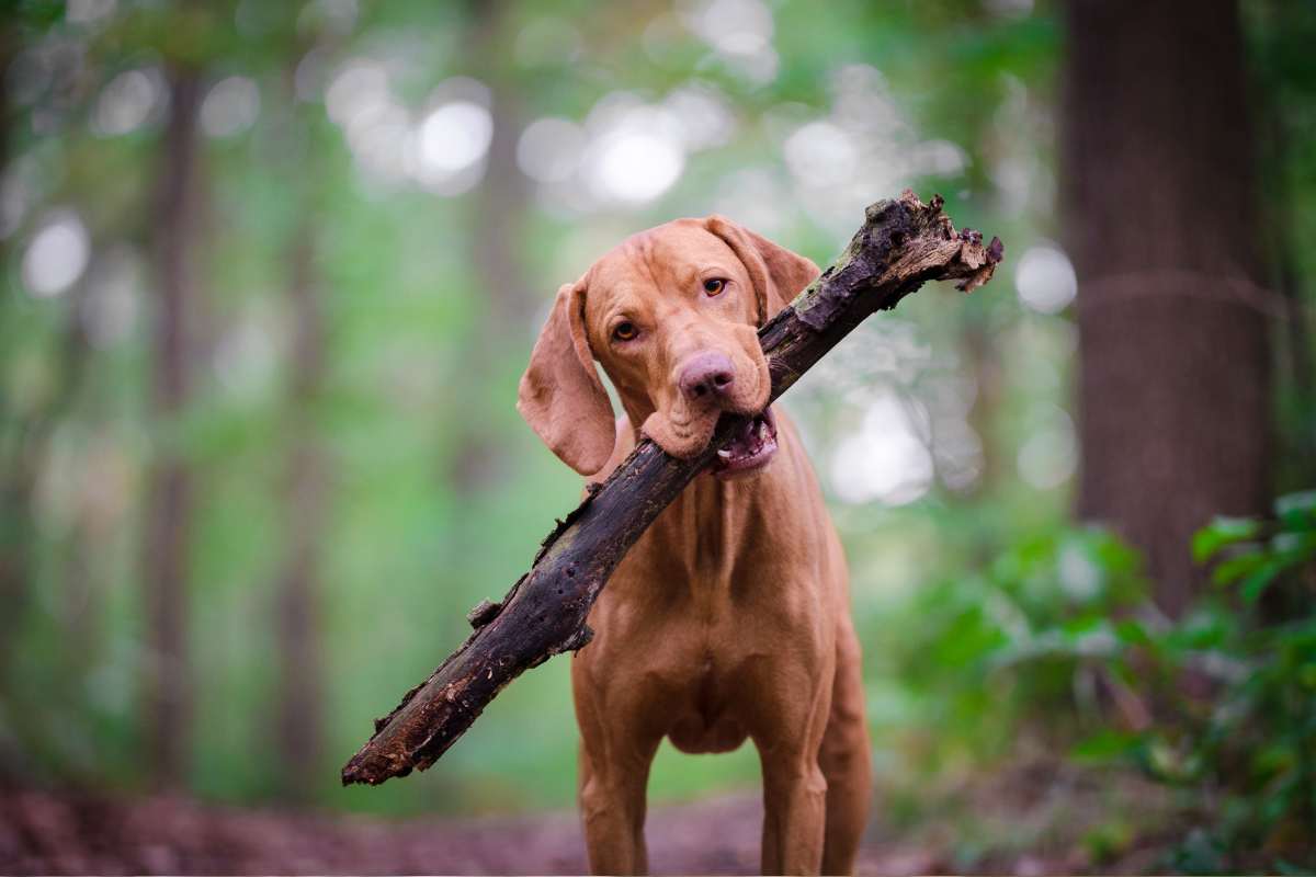 himmelen-Comment devenir maitre chien 